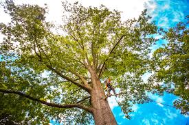 How Our Tree Care Process Works  in  Otisville, NY