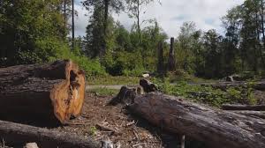 Best Tree Health Inspection  in Otisville, NY