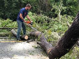 Best Lot and Land Clearing  in Otisville, NY