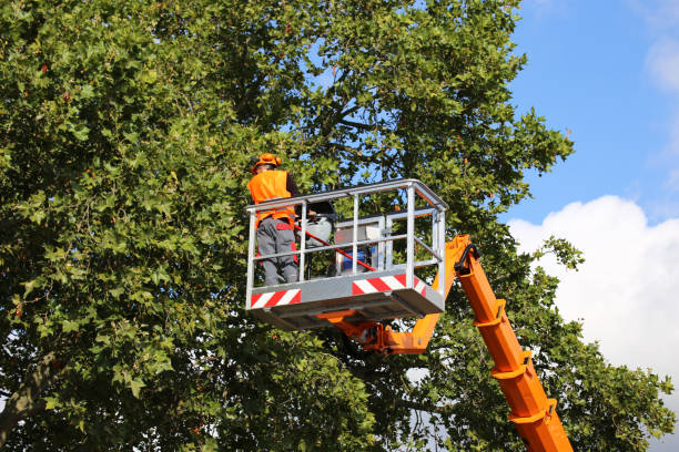 Best Palm Tree Trimming  in Otisville, NY