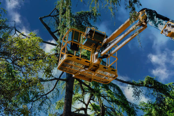 Best Commercial Tree Services  in Otisville, NY