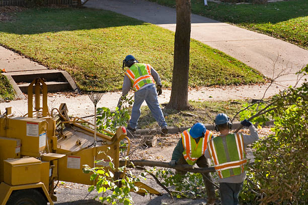Otisville, NY Tree Removal Company