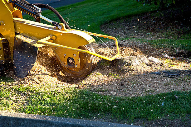 Best Tree Removal  in Otisville, NY